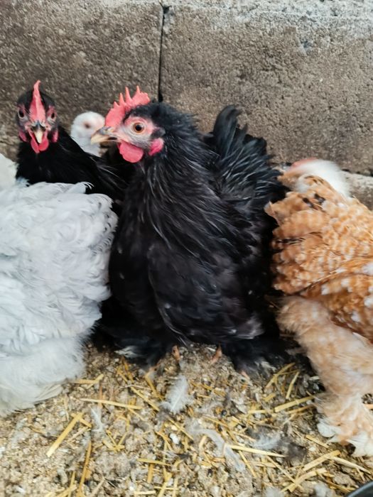 Pekins black mottled