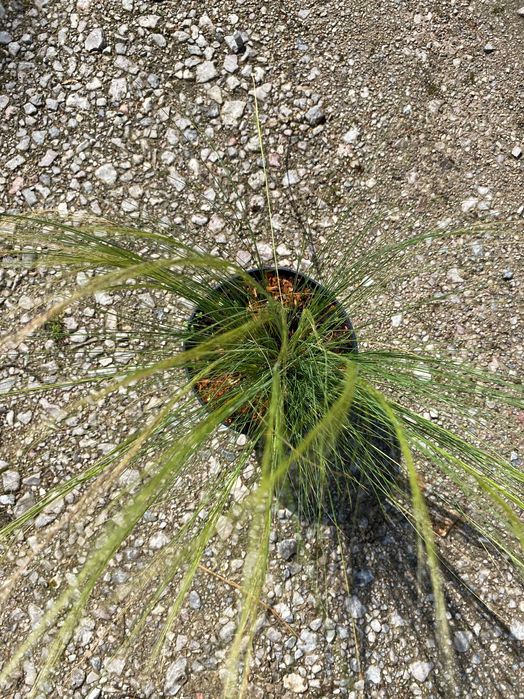 Trawa ozdobna - Stipa 'Pony Tails'