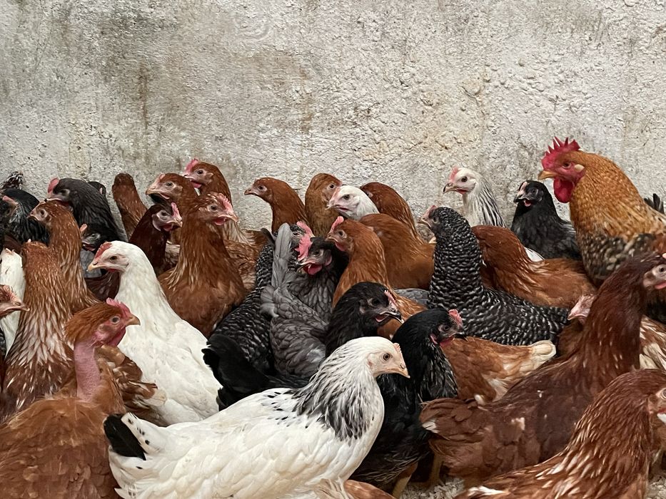 Galinhas poedeiras a iniciar postura 18 semanas