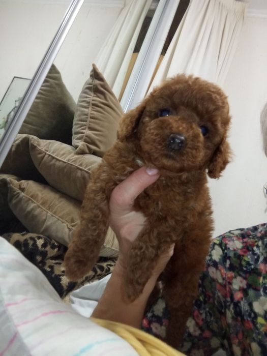 Той- Пуделя хорошої якості!