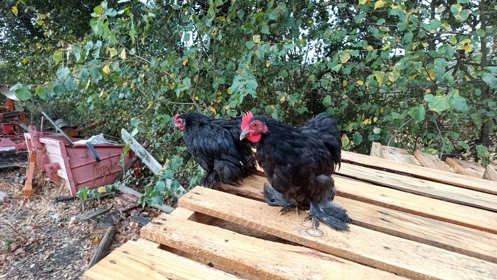 3 Galos Pekin  - 3 meses e meio