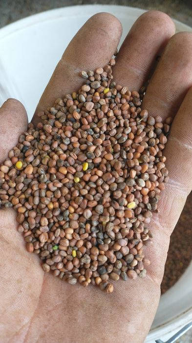 Rzodkiew oleista 2025