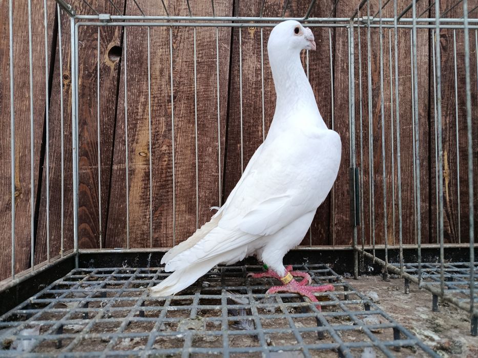 Rzeszowskie rzeszowski białe