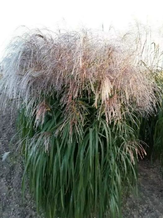 Miskant chiński 20 sztuk