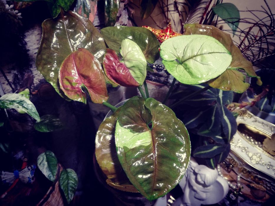 Syngonium Caramel Butter variegata piękna roślina monstera