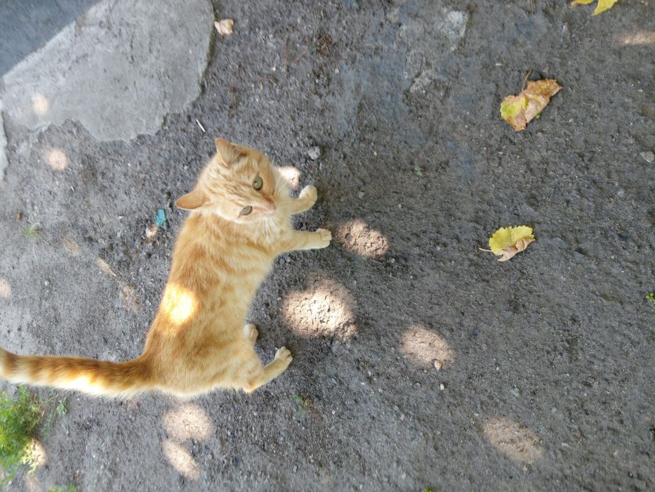 Віддам у добрі руки рижого котика