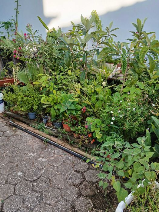 Vendo várias plantas