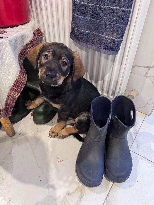 продам цуценя (2 місяці)