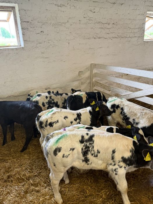 Cielaki na sprzedaż mięsne