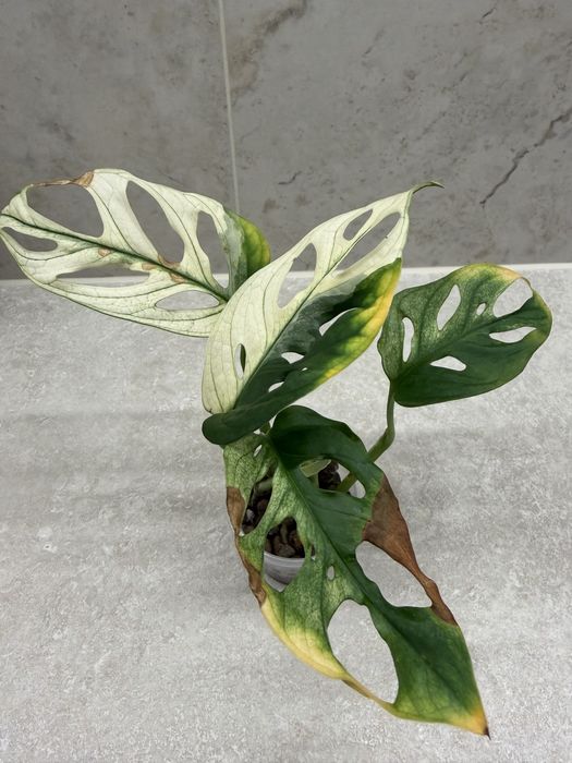 Monstera adansoni variegata