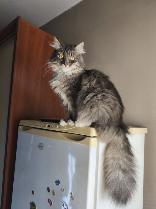 Кошка Сильва в хорошие руки