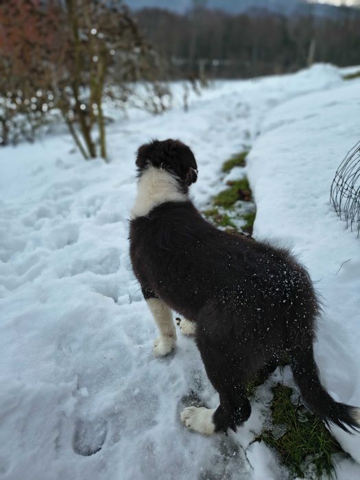 Border collie - OSTATNI PIESEK