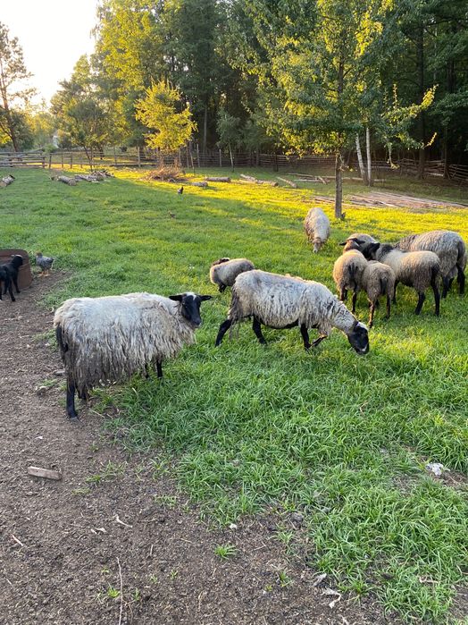 Барани та вівці для розводу