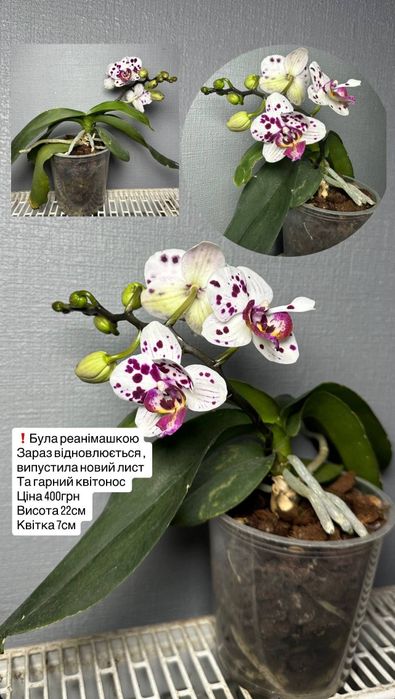 Орхідея Орхідеї Орхидея Орхидеи  Мультифлора Равелло Монтре Монако Аромо орхідея міні Орхидеи