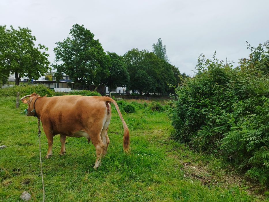 Vaca raça minhota pura