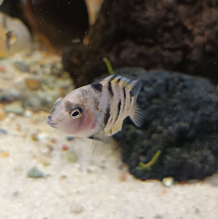 Sprzedam lub zamienię młode pielegnice zebry marble