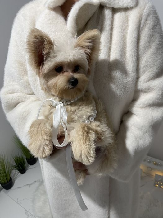 Обіймай і не відпускай  чарівні Помапу тут!