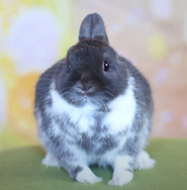 Шоу клас! Нідерландський карлик, кролик декоративний