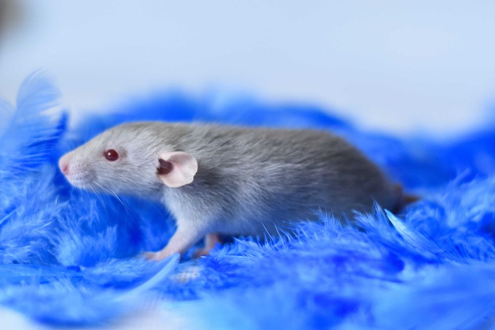 пацюки. Криси з розпідника