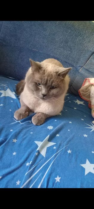 Шотландські  кошенята скотіш  хайленд-страйт.