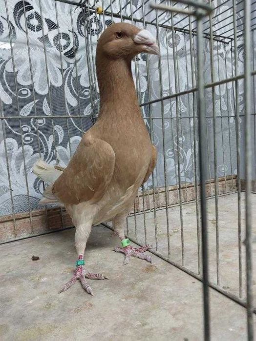 Gołębie rzeszowskie samiec 2025