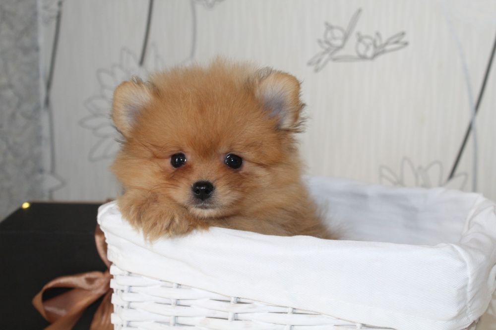 Супер міні шпіцулі