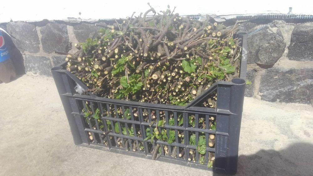 Гілочки смородини