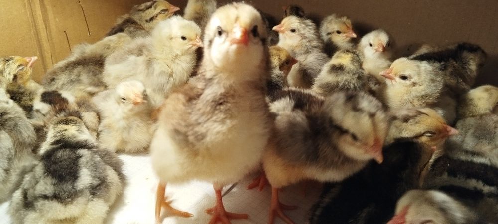 Інкубаційне яйце Порода Бірківська барвиста