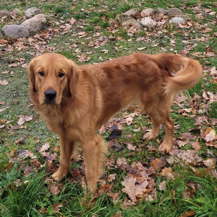 Szczeniak Golden retriever
