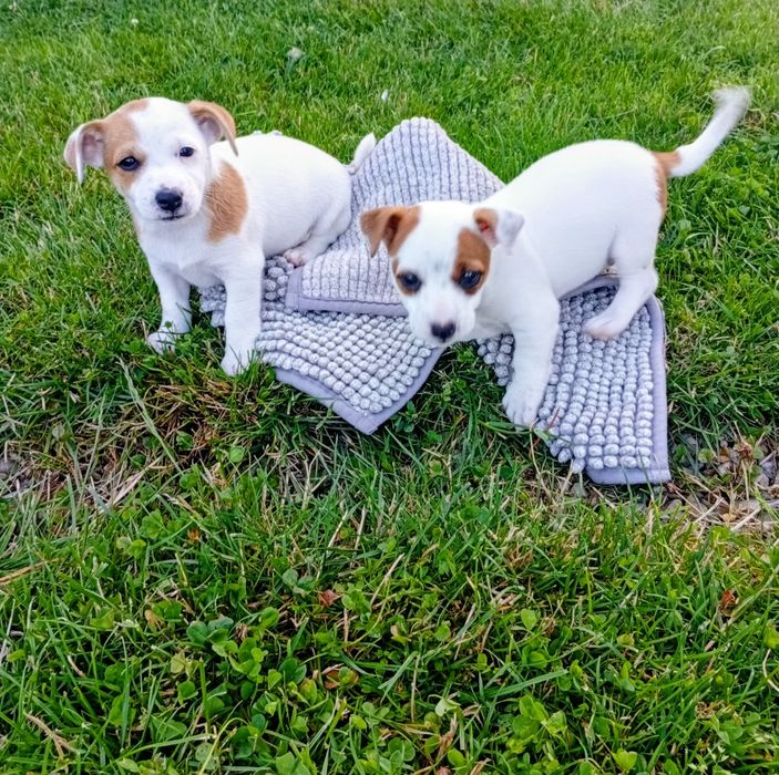 Pieski Jack Russell Terrier