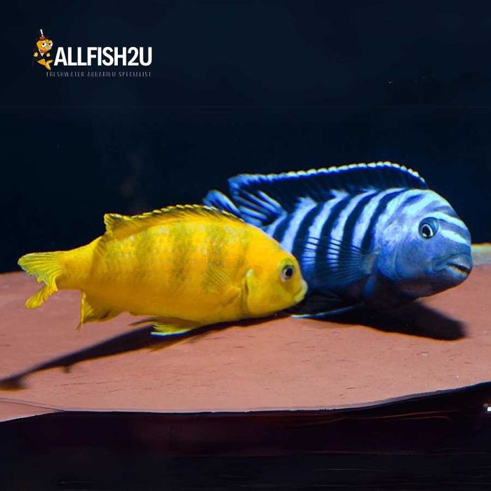 Chindongo Saulosi