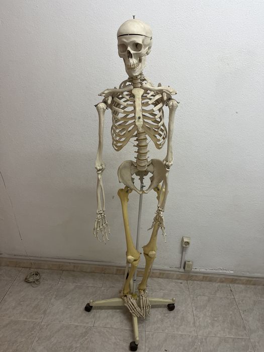 Esqueleto Humano com Rodas 175cm