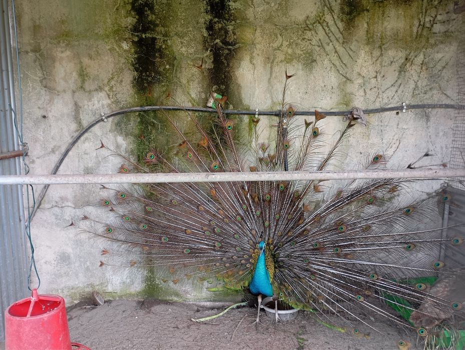 Ovos pavão azul, verde e alerquin