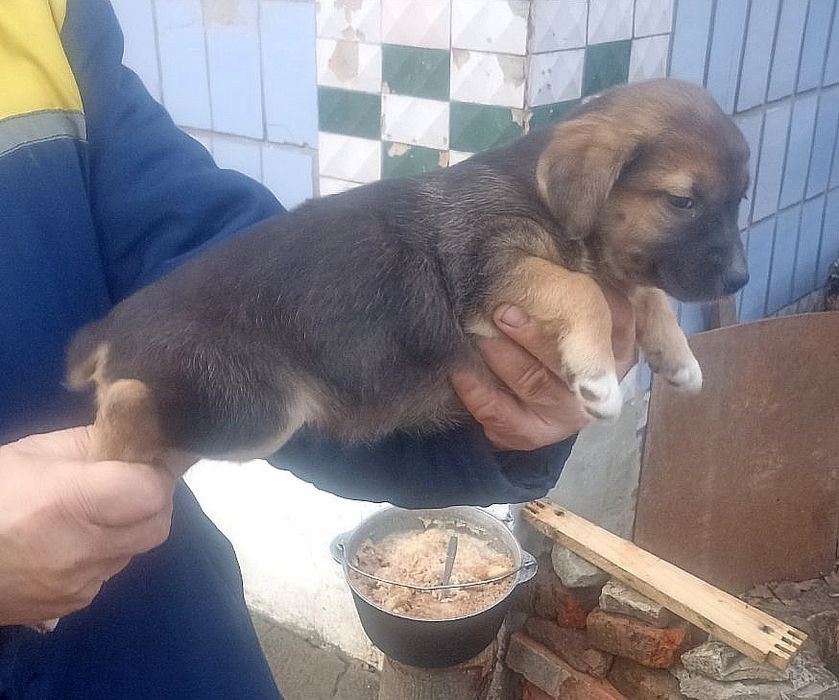 Отдам щенка-девочку с коротким хвостиком