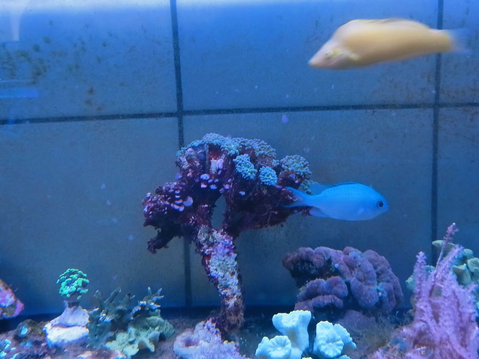 Chromis viridis,  ryby morskie