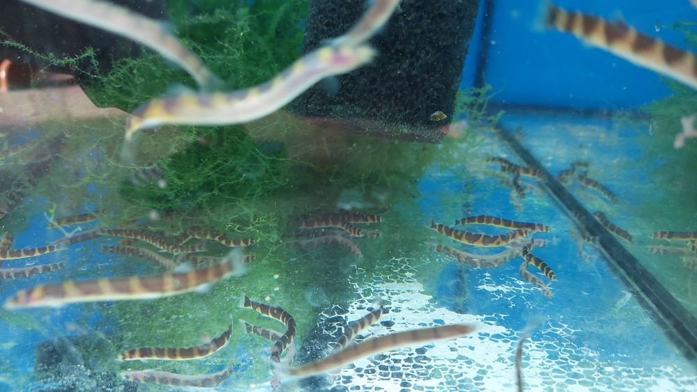 Piskorek Kuhla / Cierniooczek (Pangio kuhlii) WYSYŁKA AKWAWIN