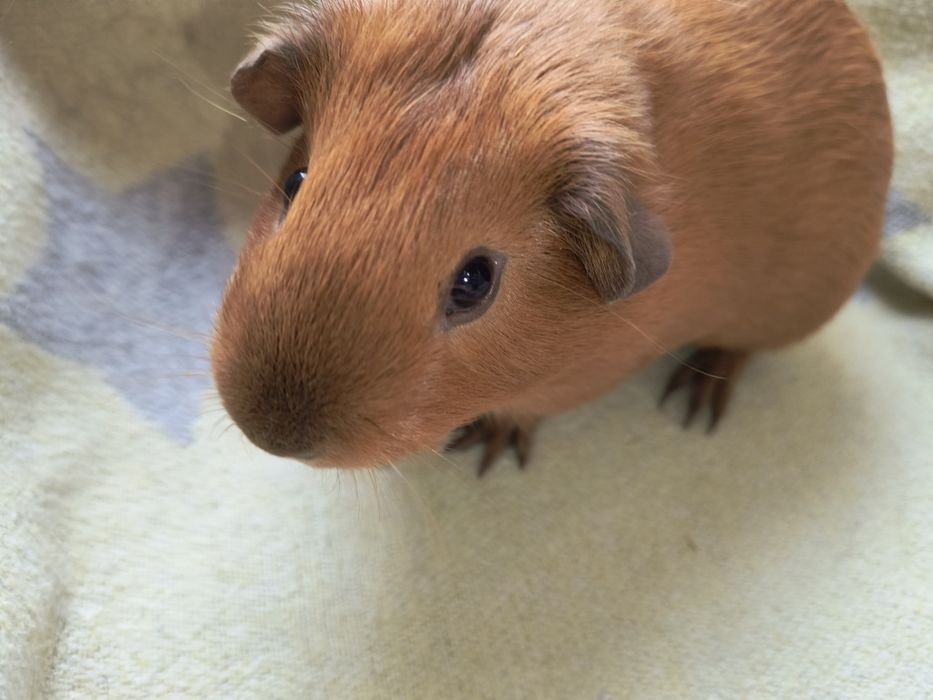 Морські свинки різних порід з домашнього розплідника