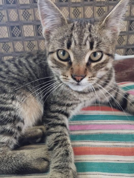 Віддам гарних хлопчиків