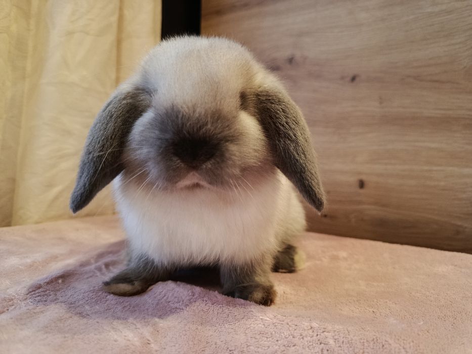Mini lop samczyk królik króliczek baranek seal point
