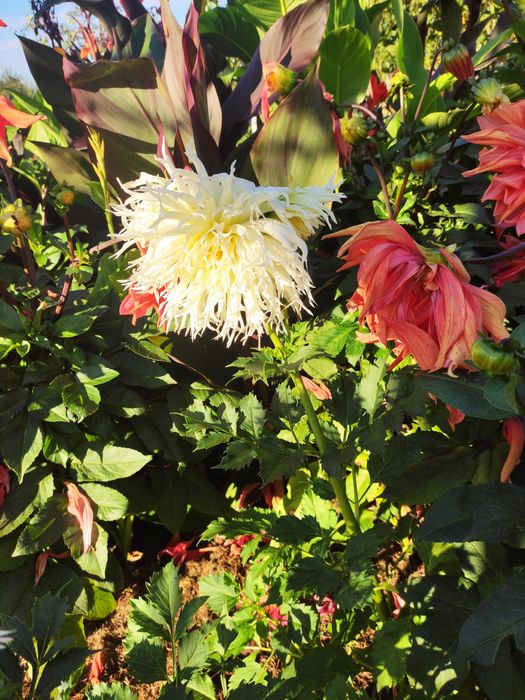 Dalia talerzowa i strzępiasta