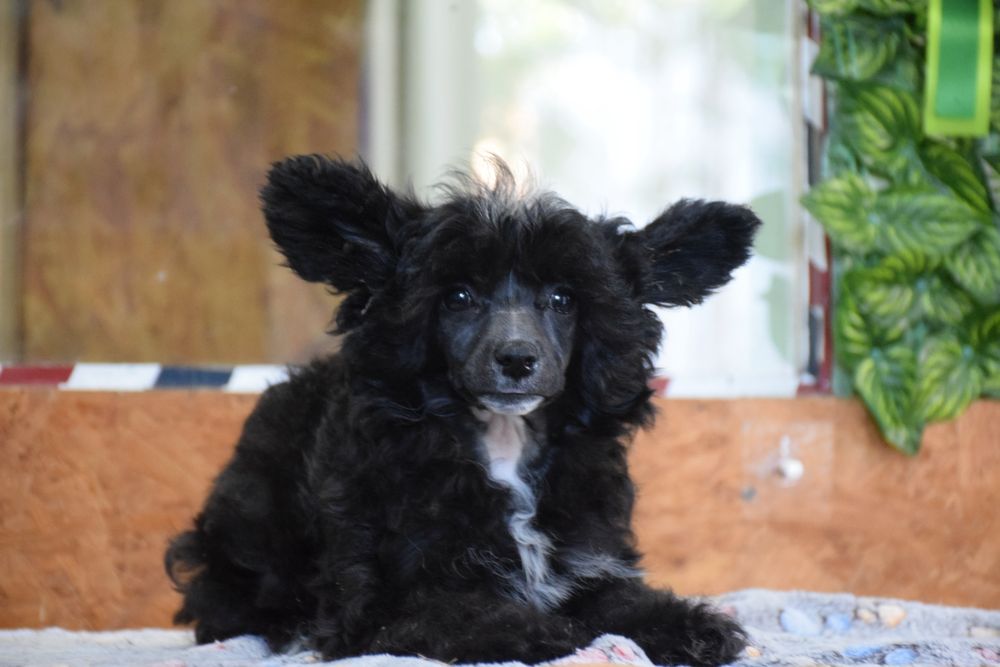 Chinese Crested Dog Powderpuff