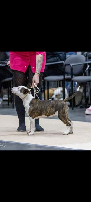 Suczka bulterier miniaturowy z uprawnieniami hodowlanymi ZKwP