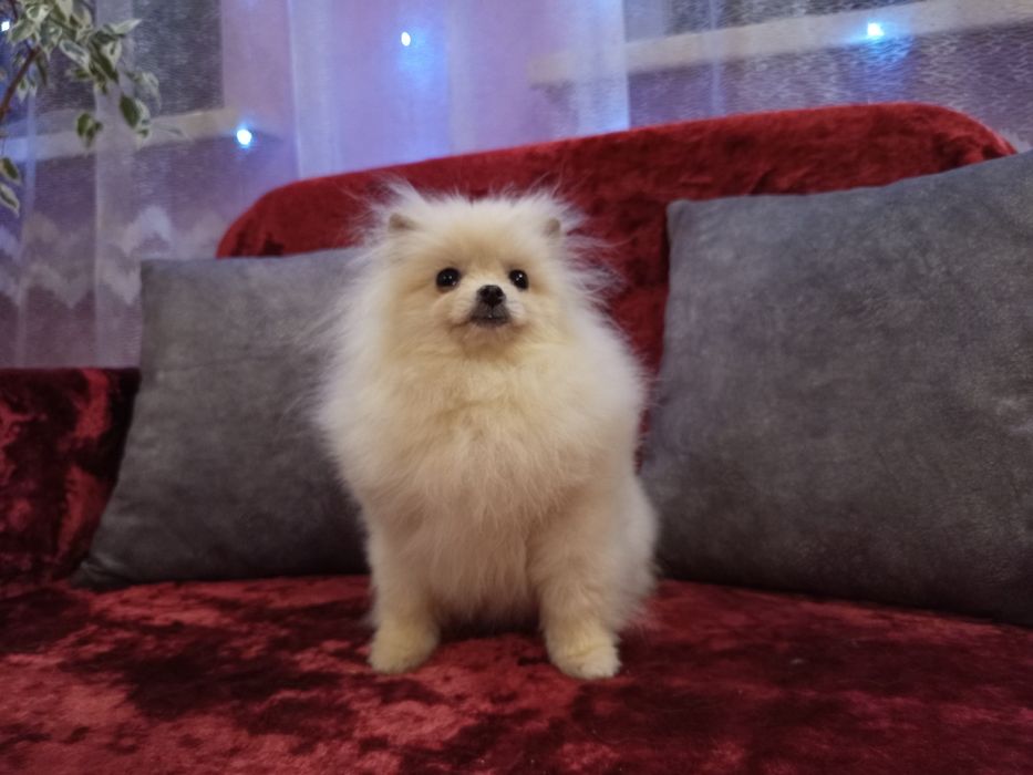 Померанчикі шпіцата