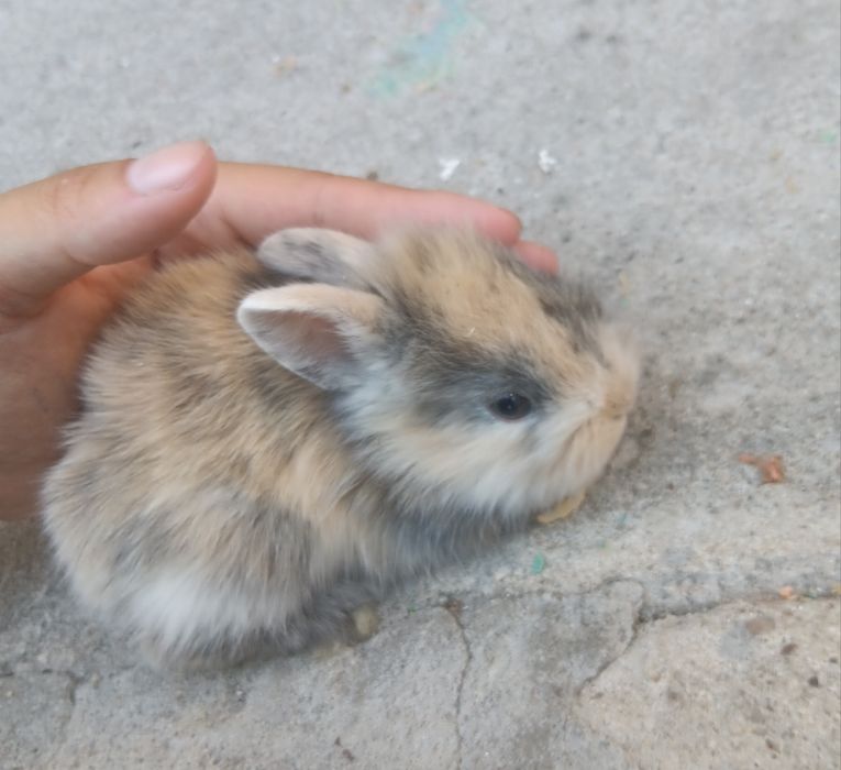 Coelhos anões peludinhos