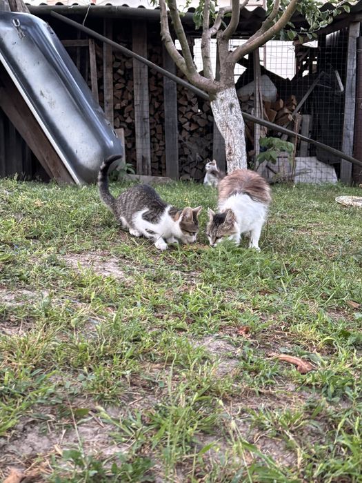 Продам 4 кошенят