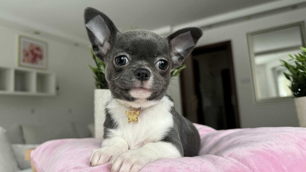 Chłopczyk Chihuahua Niebiesko-Biały z Rodowodem Milo