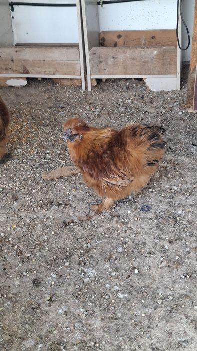 Sedosas do Japão - Machos