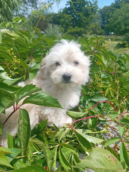 Kremowy maltipoo piesek