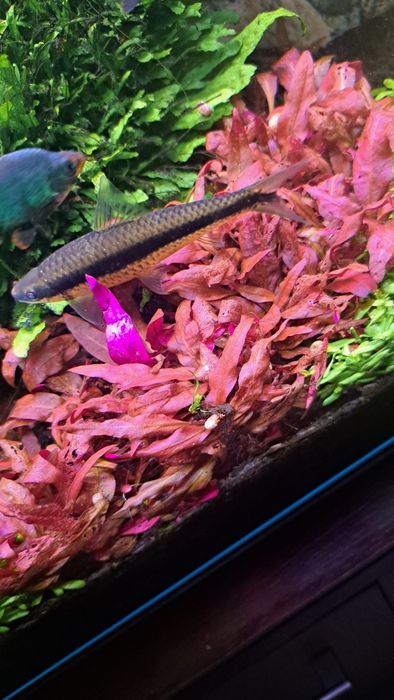 althernatea reinecki.