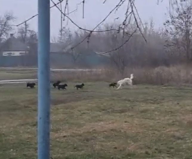 Цуцики схожі на ведмежат